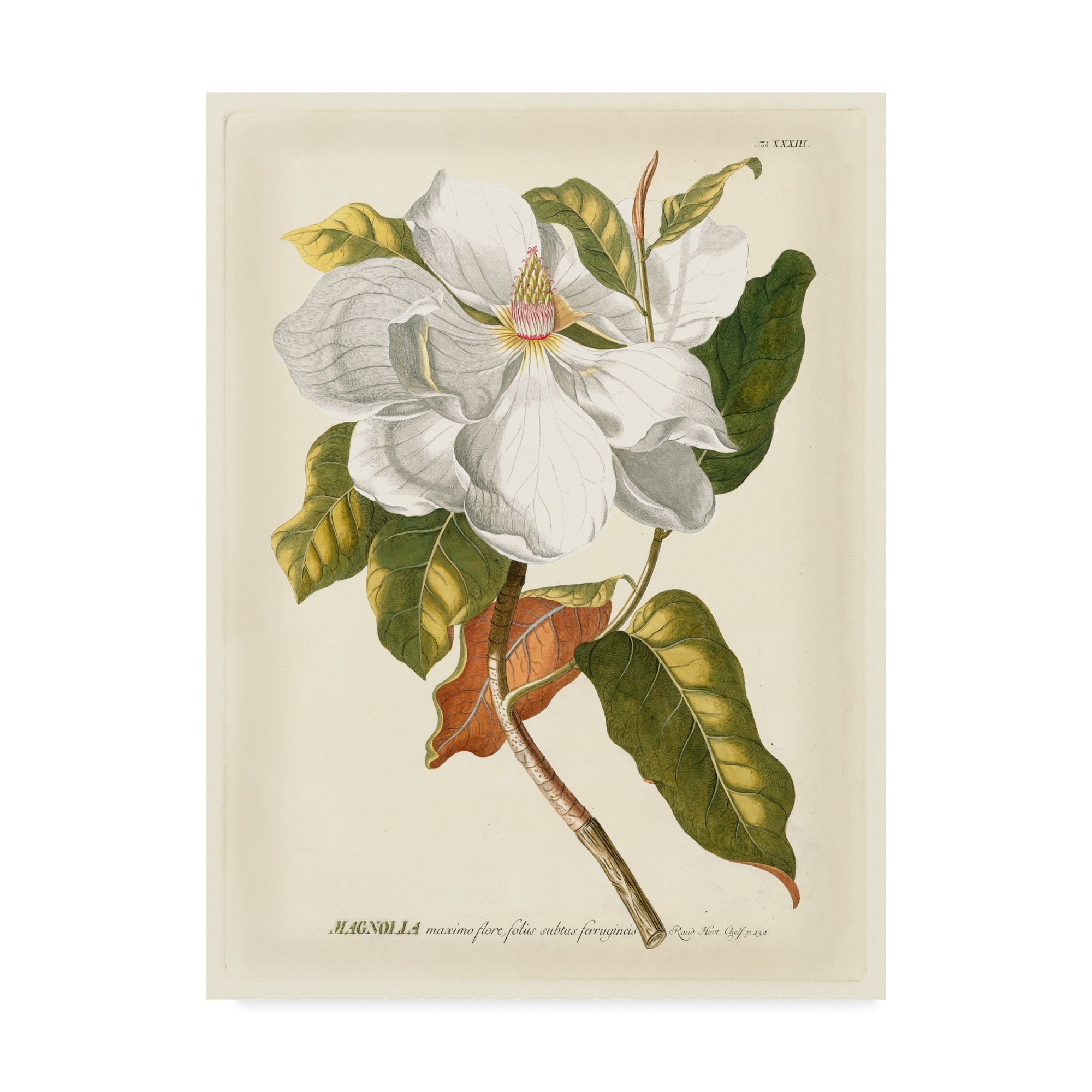 Trademark Fine Art 'Magnificent Magnolias I' Canvas Art by Jacob Trew