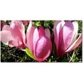 thumbnail image 1 of Trademark Fine Art "Magnolia" Canvas Art by Kathie McCurdy, 1 of 1
