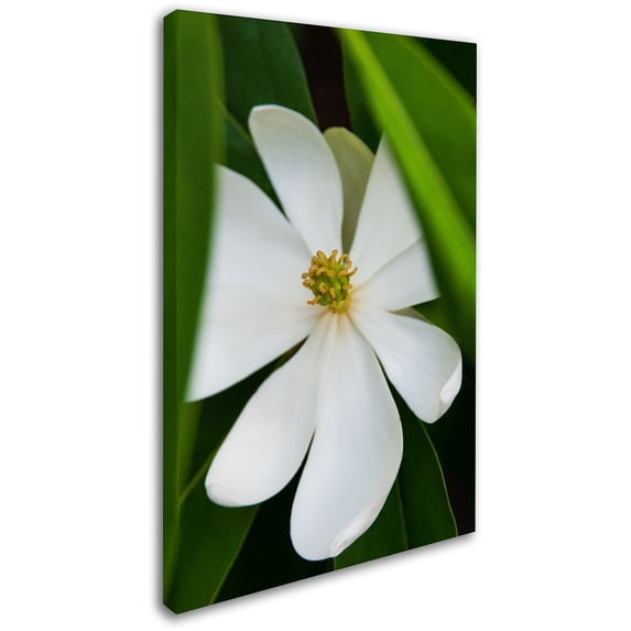 Trademark Fine Art "Magnolia" Canvas Art by Kurt Shaffer
