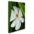 thumbnail image 1 of Trademark Fine Art "Magnolia" Canvas Art by Kurt Shaffer, 1 of 3