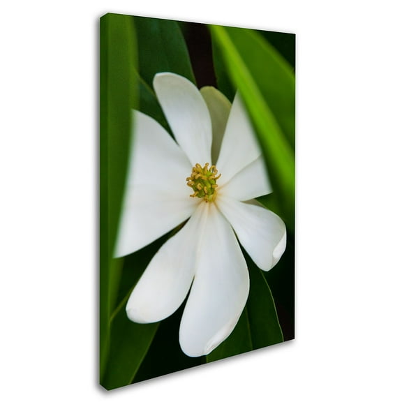 Trademark Fine Art "Magnolia" Canvas Art by Kurt Shaffer