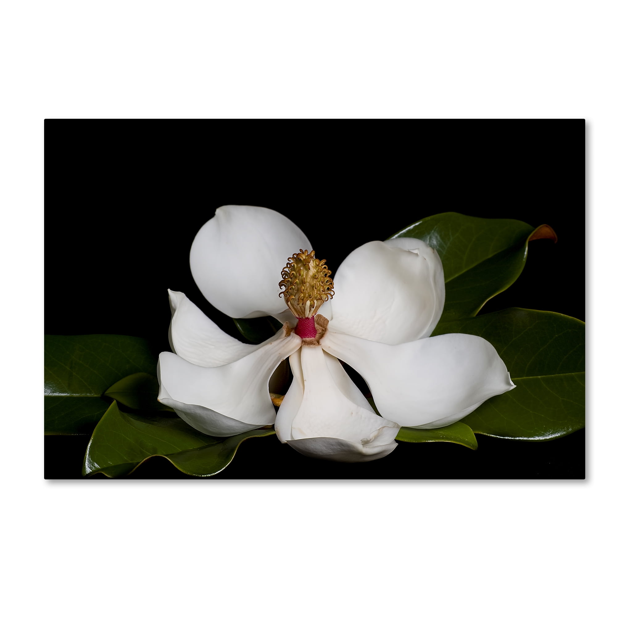 Trademark Fine Art 'Magnolia' Canvas Art by Lori Hutchison