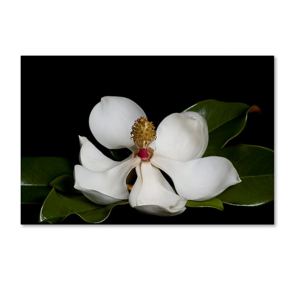 Trademark Fine Art 'Magnolia' Canvas Art by Lori Hutchison