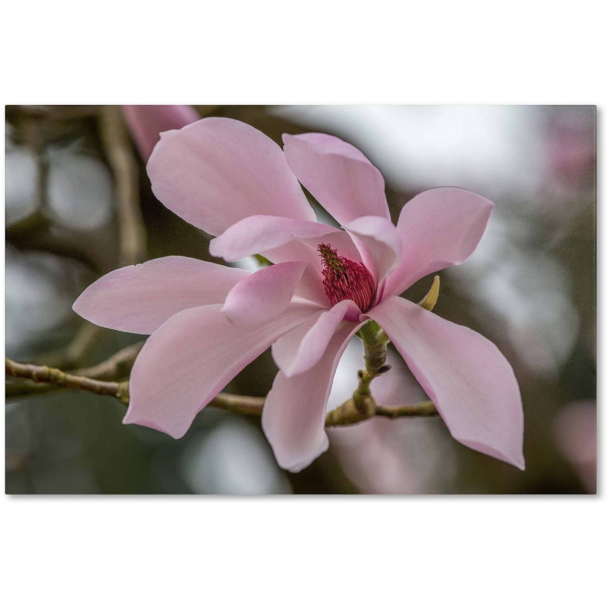 Trademark Fine Art "Magnolia" Canvas Art by Pierre Leclerc