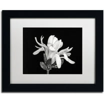 Trademark Fine Art 'Magnolia Flower' Canvas Art by Pierre Leclerc, White Matte, Black Frame