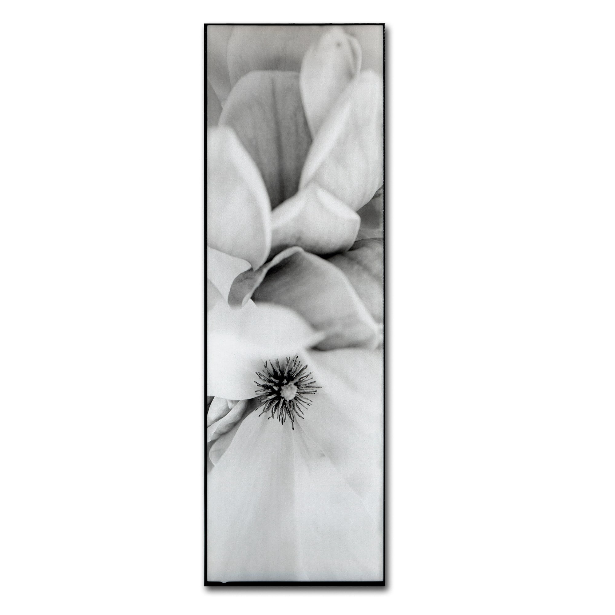 Trademark Fine Art Alan Blaustein 'Magnolia II' Canvas Art
