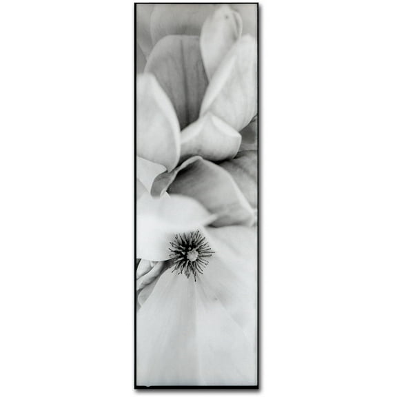 Trademark Fine Art "Magnolia II" Canvas Art by Alan Blaustein