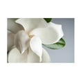 thumbnail image 1 of Trademark Fine Art PhotoINC Studio Magnolia White And Gray Canvas Wall Art - 30x47, 1 of 5