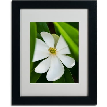 Trademark Fine Art "Magnolia" by Kurt Shaffer, Black Frame