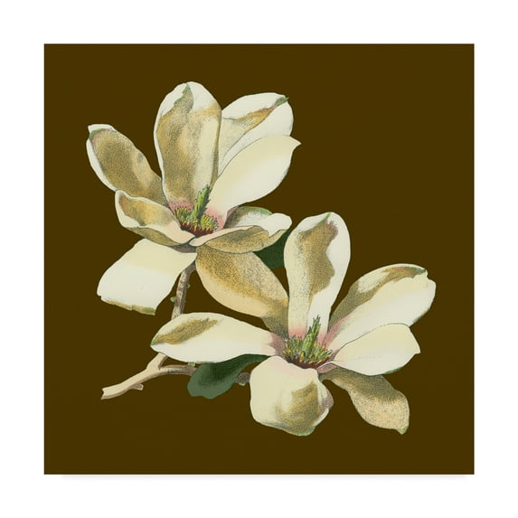 Trademark Fine Art 'Magnolia on Taupe II' Canvas Art by Unknown