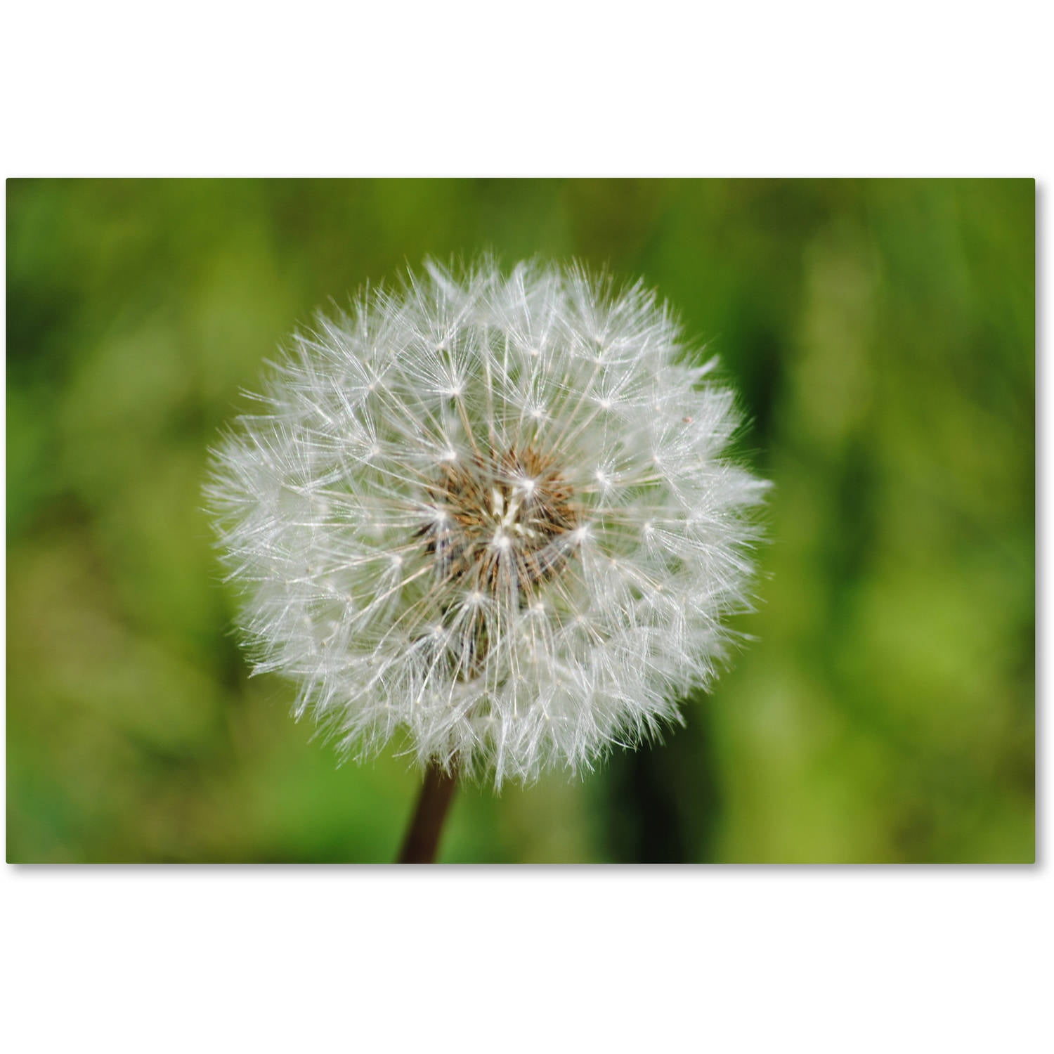 Trademark Fine Art "Make a Wish" Canvas Art by Monica Mize