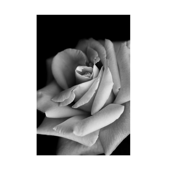 Trademark Fine Art Makihiko Hayama  Roses Canvas Wall Art