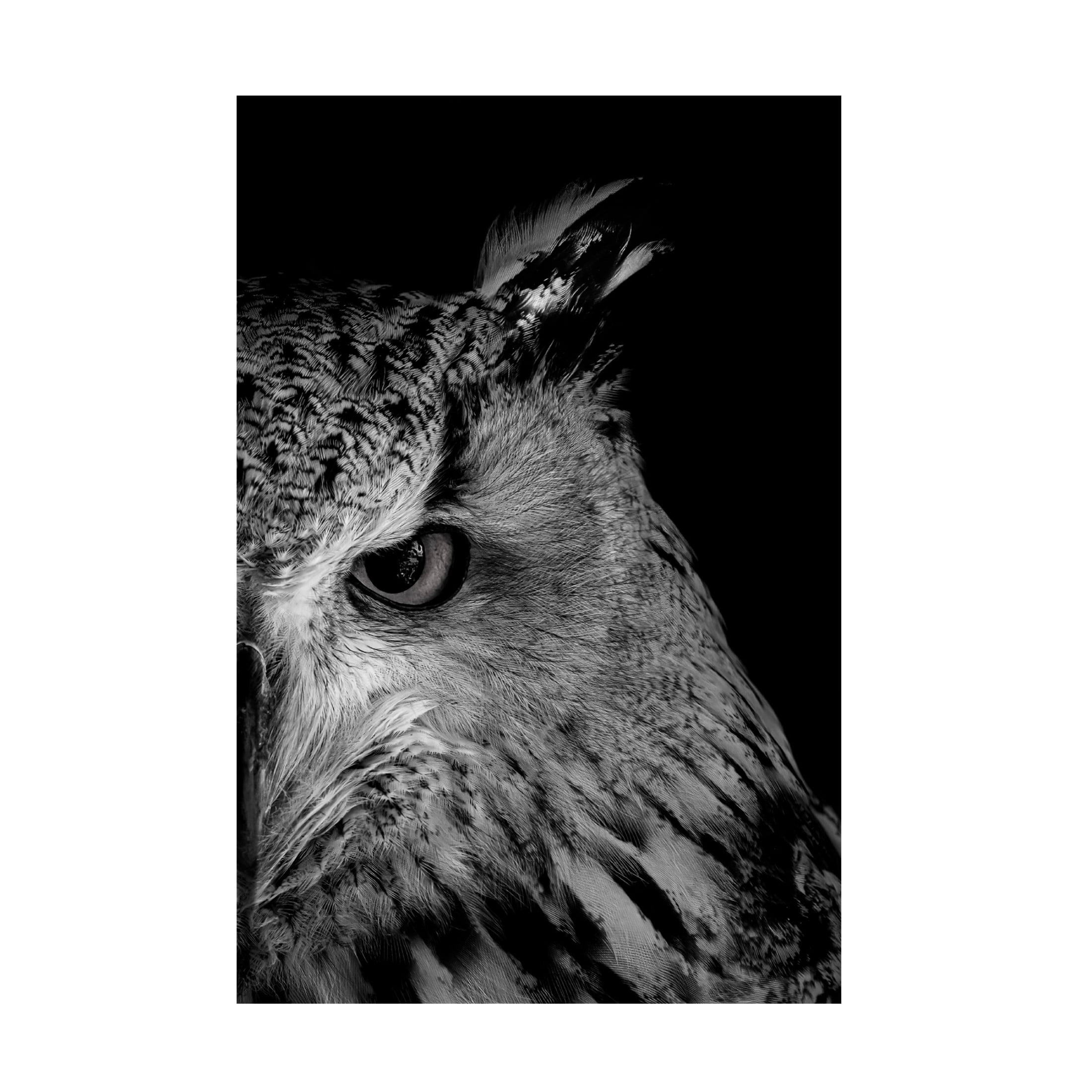 Trademark Fine Art Makihiko Hayama glint in eye Canvas Wall Art