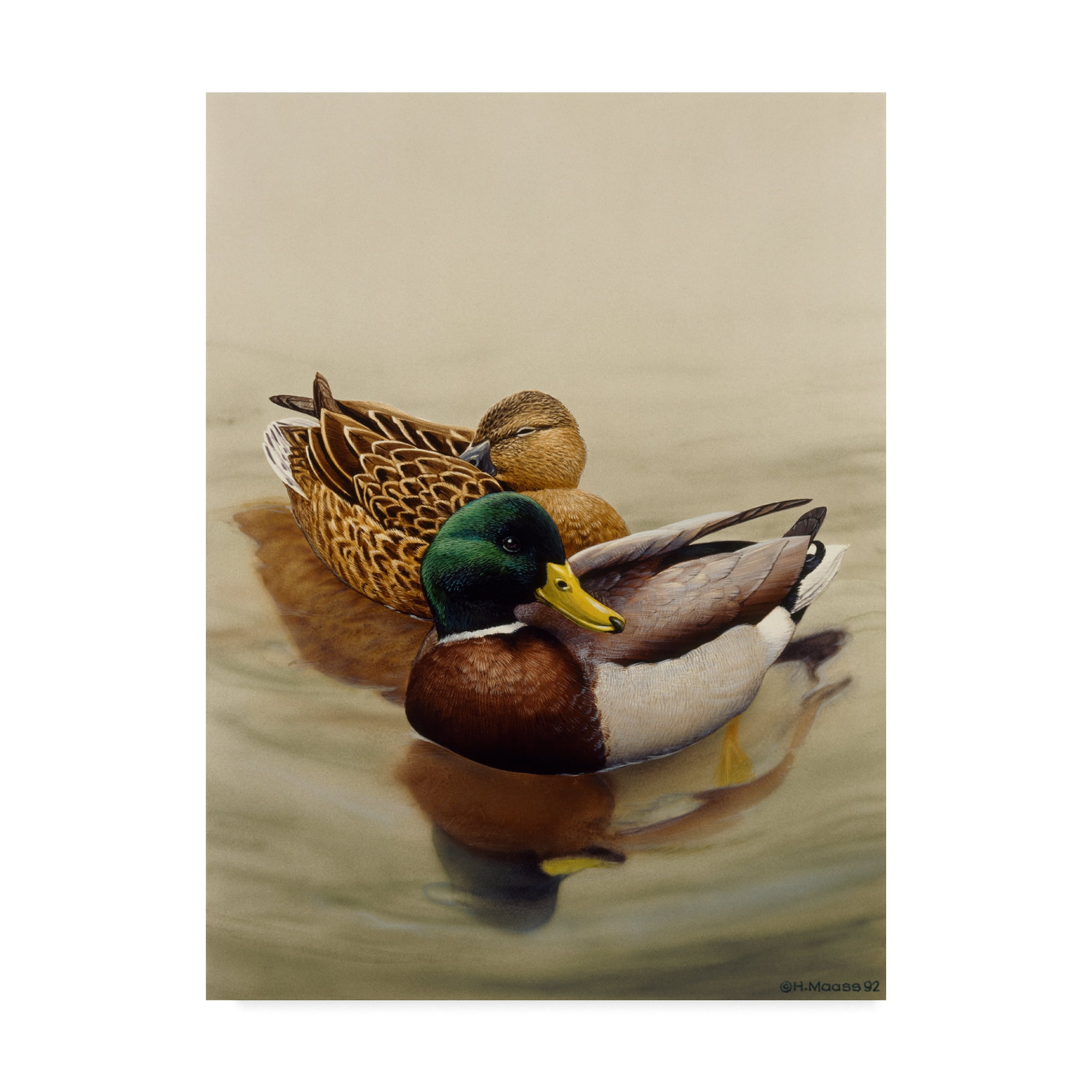 Trademark Fine Art 'Mallard Brown Lake' Canvas Art by Harro Maass