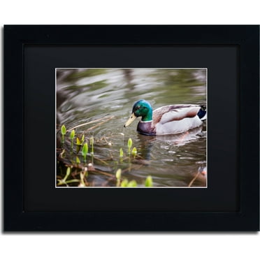 Trademark Fine Art "Mallard" Canvas Art by Jason Shaffer, Black Matte, Black Frame