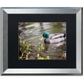 thumbnail image 1 of Trademark Fine Art "Mallard" Canvas Art by Jason Shaffer, Black Matte, Silver Frame, 1 of 1
