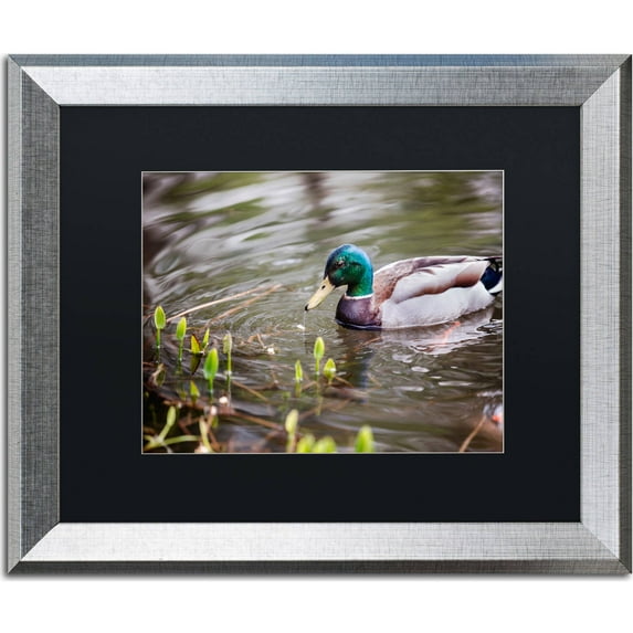 Trademark Fine Art "Mallard" Canvas Art by Jason Shaffer, Black Matte, Silver Frame