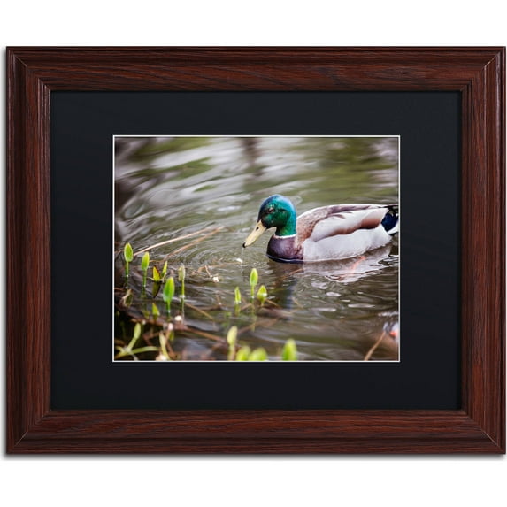 Trademark Fine Art "Mallard" Canvas Art by Jason Shaffer, Black Matte, Wood Frame