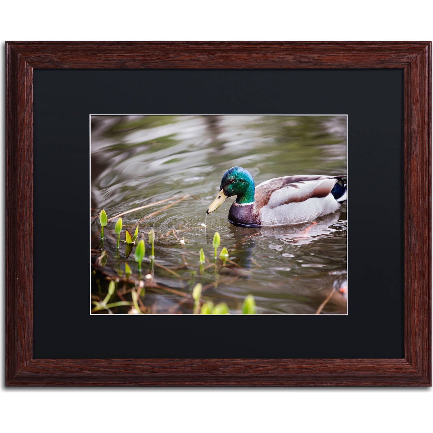Trademark Fine Art "Mallard" Canvas Art by Jason Shaffer, Black Matte, Wood Frame