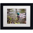 thumbnail image 1 of Trademark Fine Art "Mallard" Canvas Art by Jason Shaffer, White Matte, Black Frame, 1 of 1