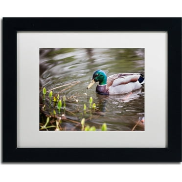 Trademark Fine Art "Mallard" Canvas Art by Jason Shaffer, White Matte, Black Frame