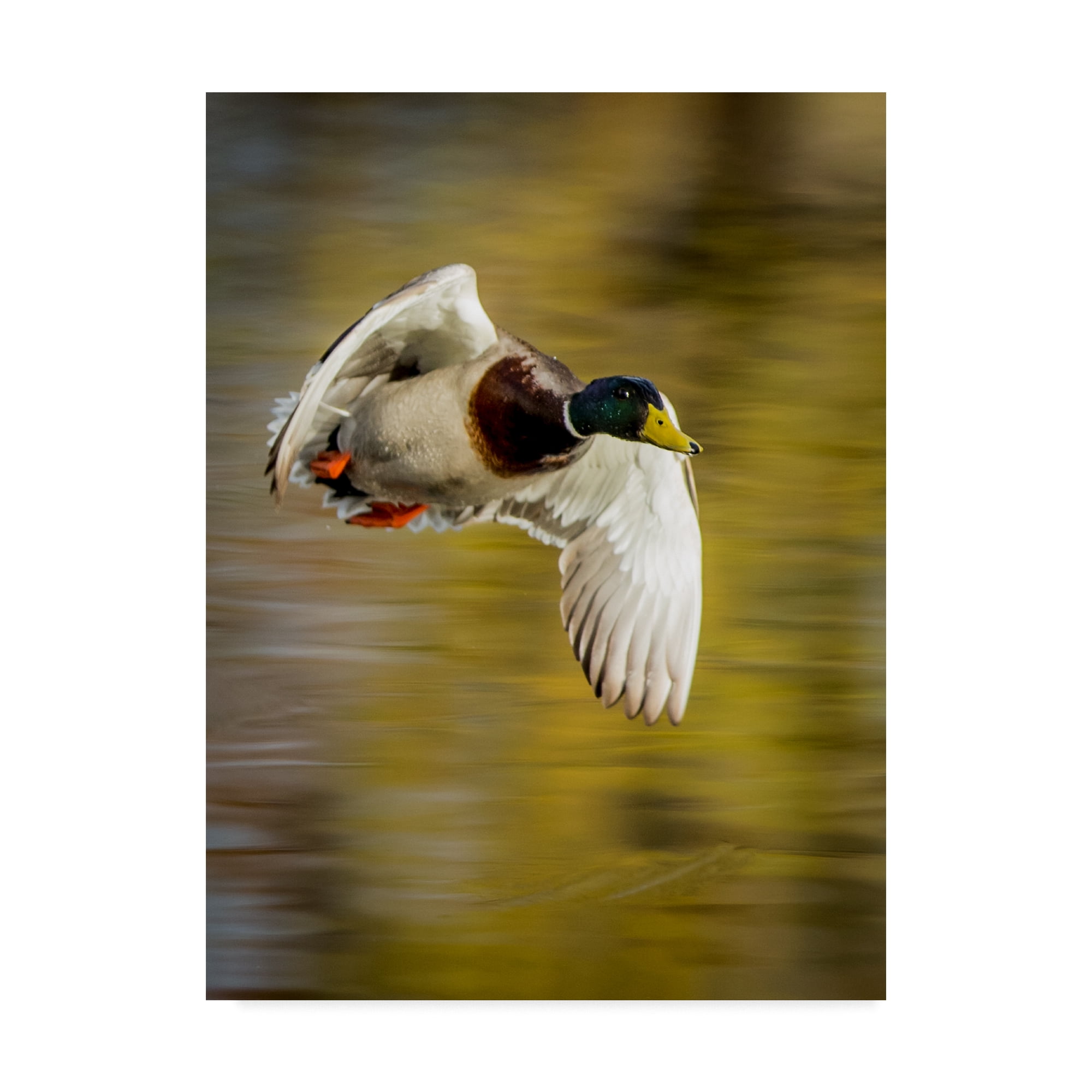 Trademark Fine Art 'Mallard Flight I' Canvas Art by Tyler Stockton