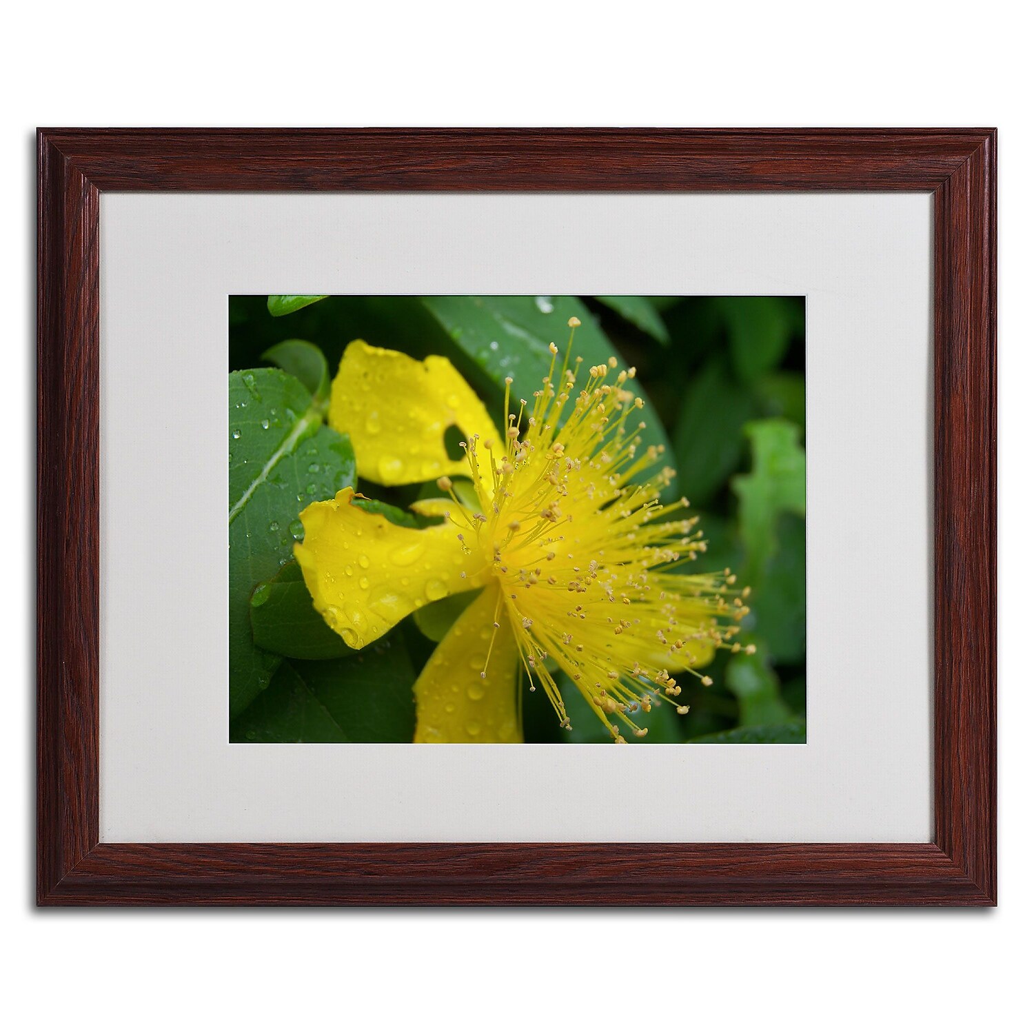 Trademark Fine Art "Mana" Canvas Art by Monica Fleet, White Matte, Wood Frame