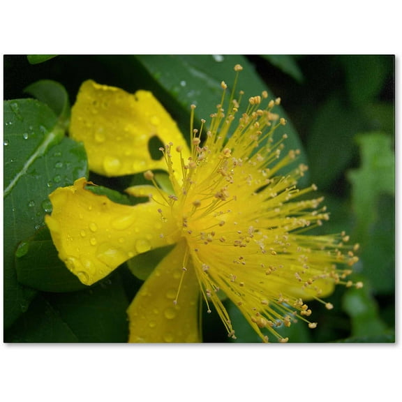 Trademark Fine Art "Mana" Canvas Art by Monica Fleet