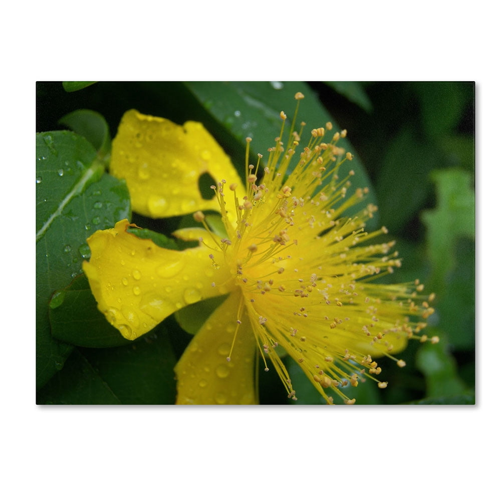 Trademark Fine Art "Mana" Canvas Art by Monica Fleet