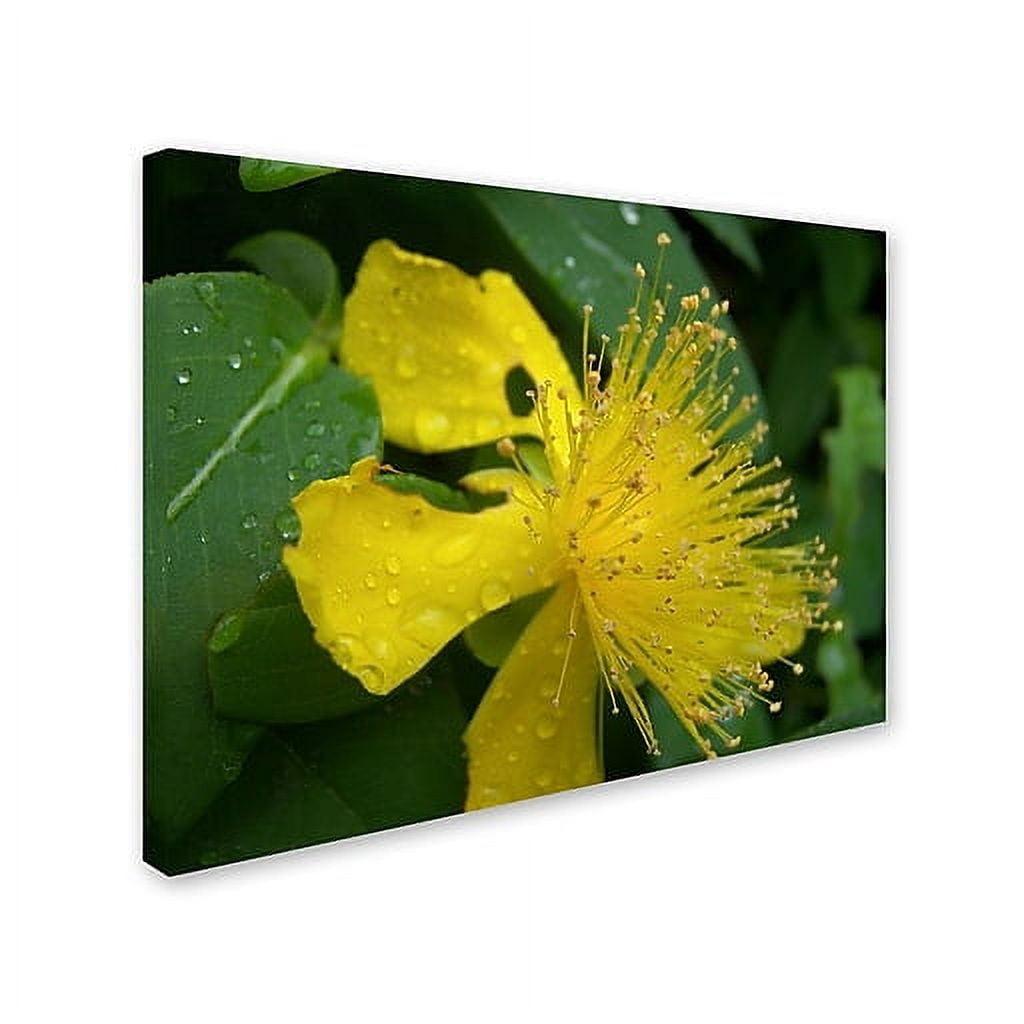 Trademark Fine Art "Mana" Canvas Art by Monica Fleet