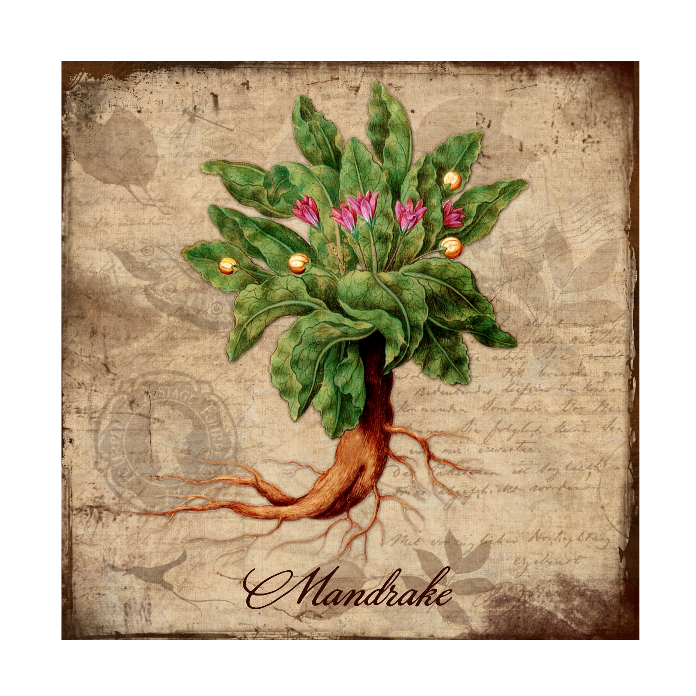 Trademark Fine Art 'Mandrake' Canvas Art by Tina Lavoie