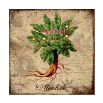 Trademark Fine Art 'Mandrake' Canvas Art by Tina Lavoie