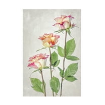 Trademark Fine Art Mandy Disher Roses Canvas Wall Art