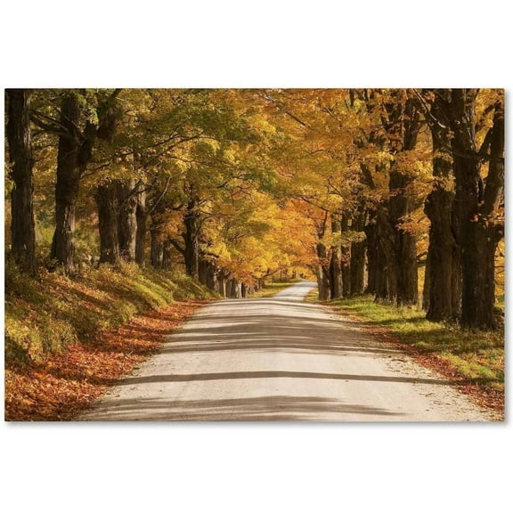 Trademark Fine Art 'Maple Canopy' Canvas Art by Michael Blanchette Photography