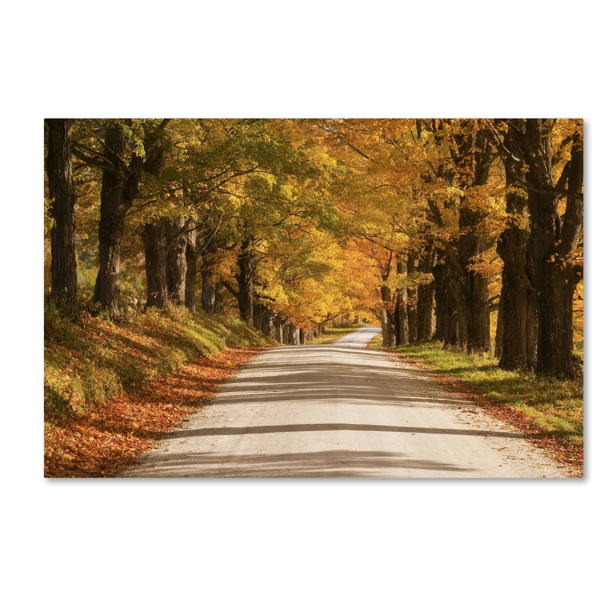 Trademark Fine Art 'Maple Canopy' Canvas Art by Michael Blanchette Photography
