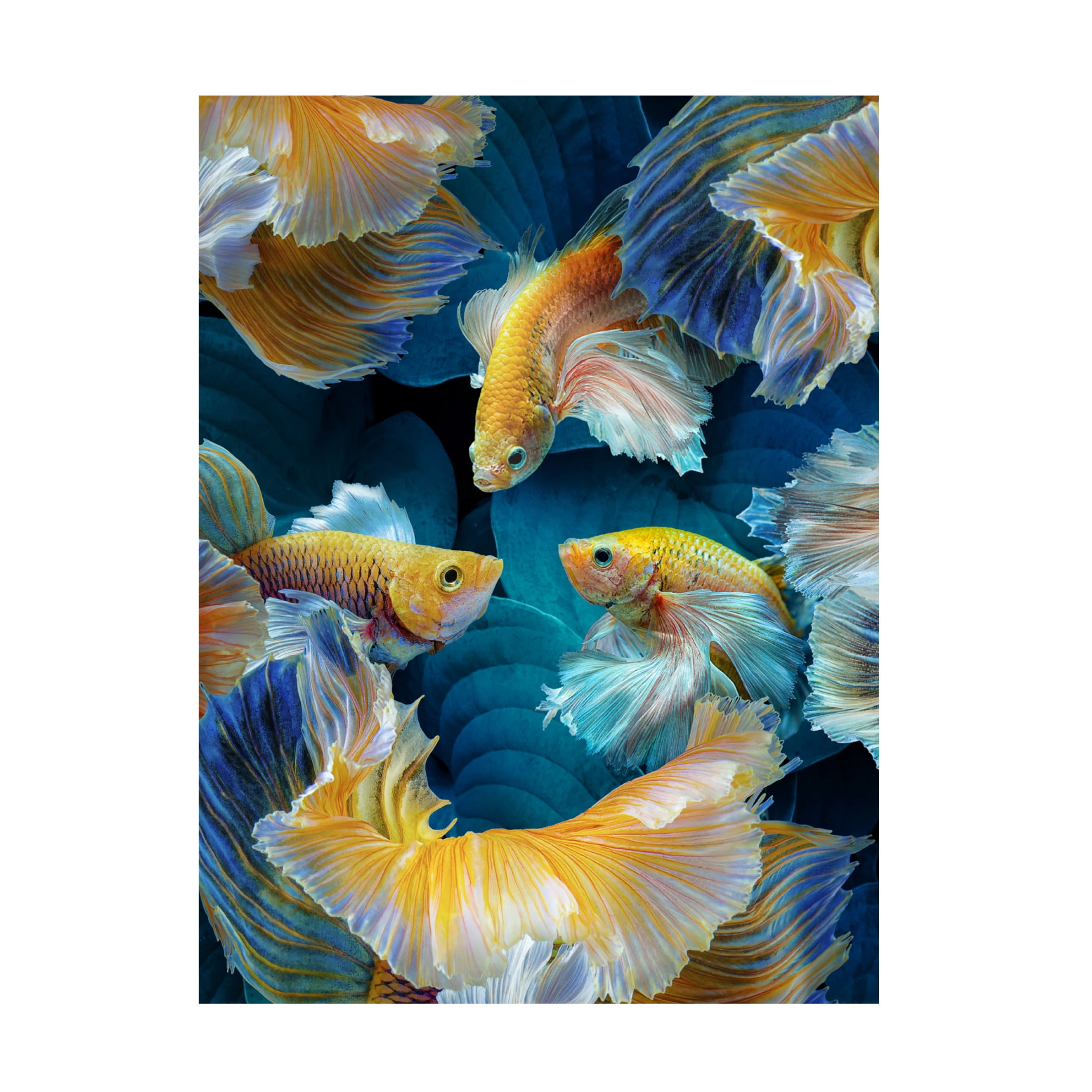 Trademark Fine Art Marcel Egger ColorFish Canvas Wall Art