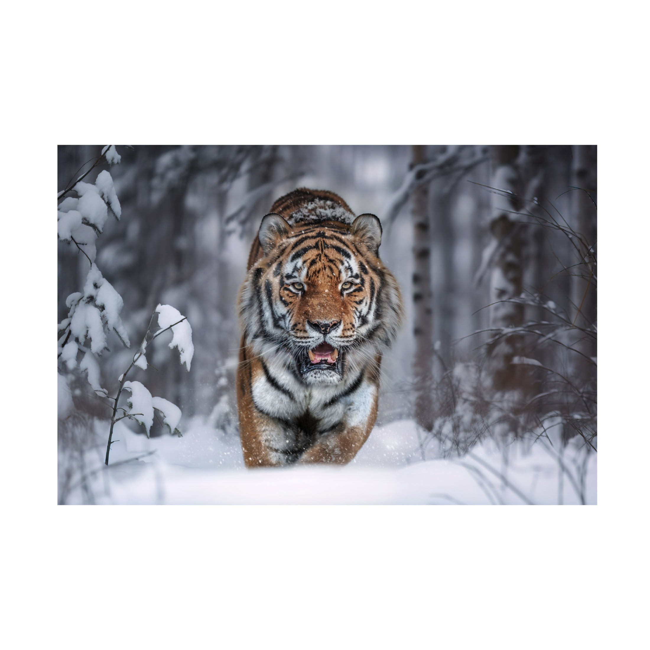 Trademark Fine Art Marcel Egger  SnowTiger Canvas Wall Art