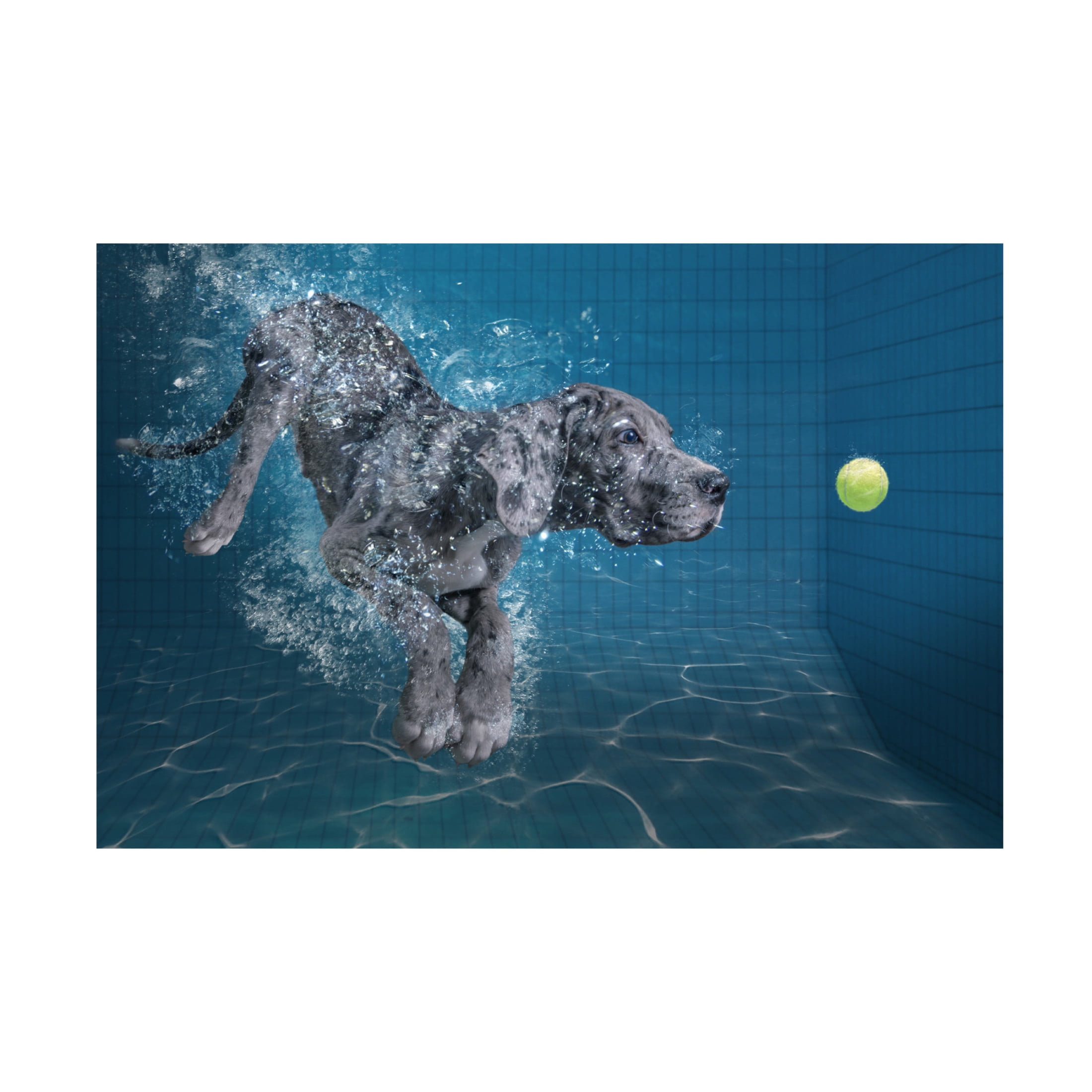 Trademark Fine Art Marcel Egger  SplashDog Canvas Wall Art