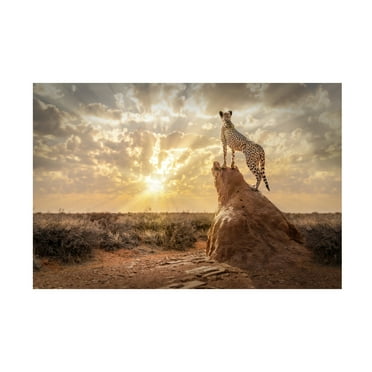 Trademark Fine Art Marcel Egger  SundownCheetah Canvas Wall Art