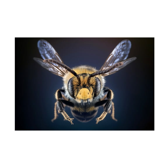 Trademark Fine Art Marcel Egger WildBee Canvas Wall Art