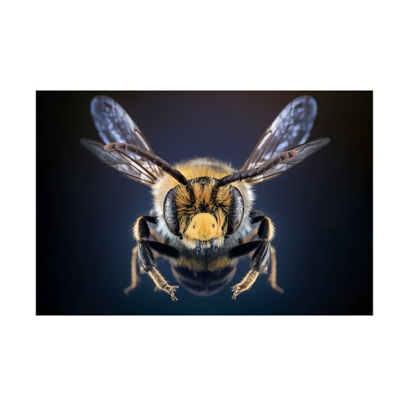 Trademark Fine Art Marcel Egger WildBee Canvas Wall Art