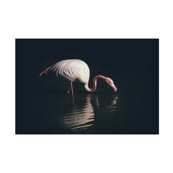 Trademark Fine Art Marco Tagliarino Enlighted Flamingo Canvas Wall Art