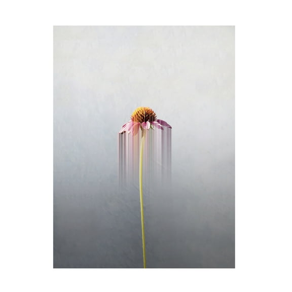 Trademark Fine Art Marcus Cederberg Single flower Canvas Wall Art