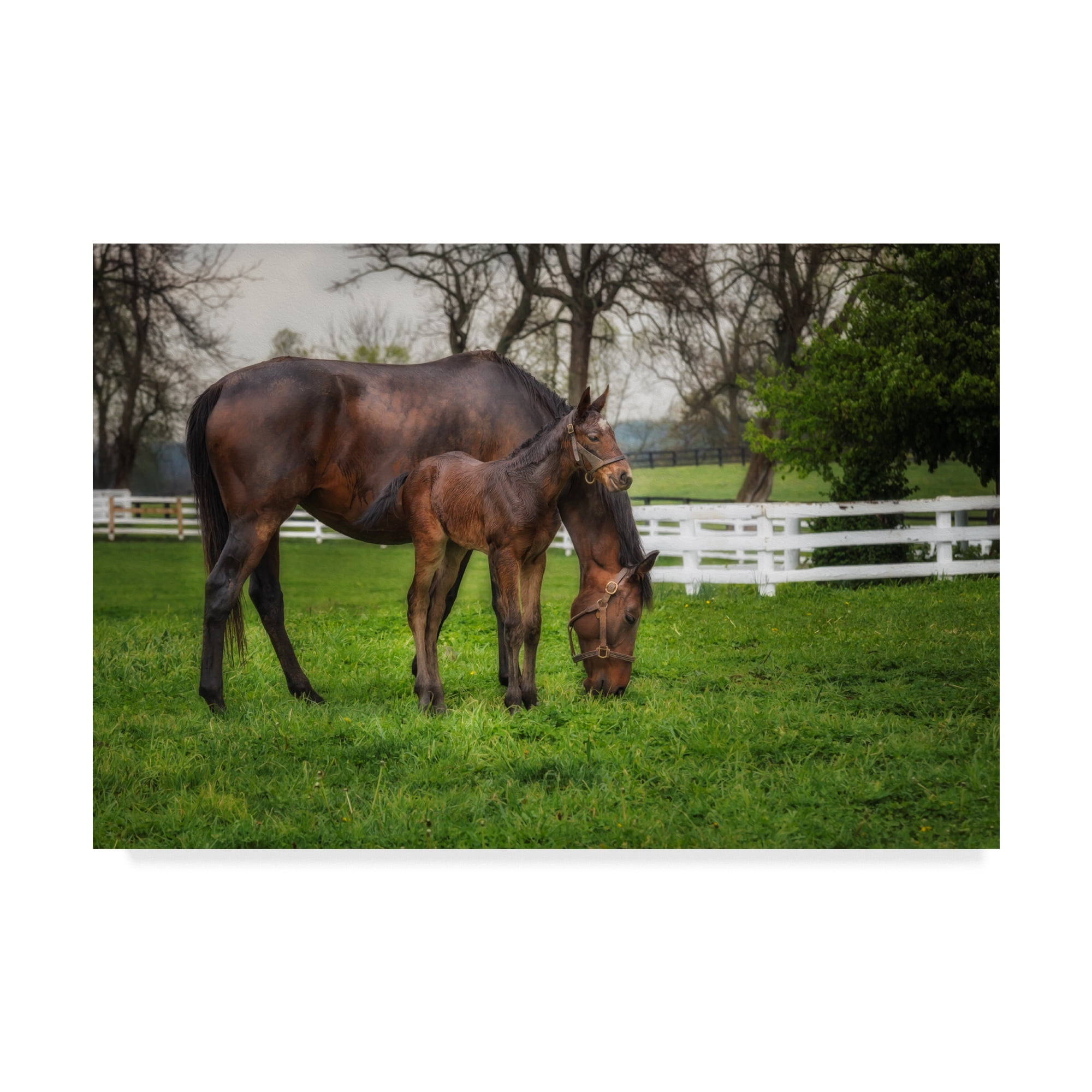 Natural Modern 16" x 24" Canvas Photography Art