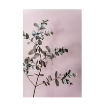 Trademark Fine Art Mareike Bohmer Eucalyptus 12 Canvas Wall Art