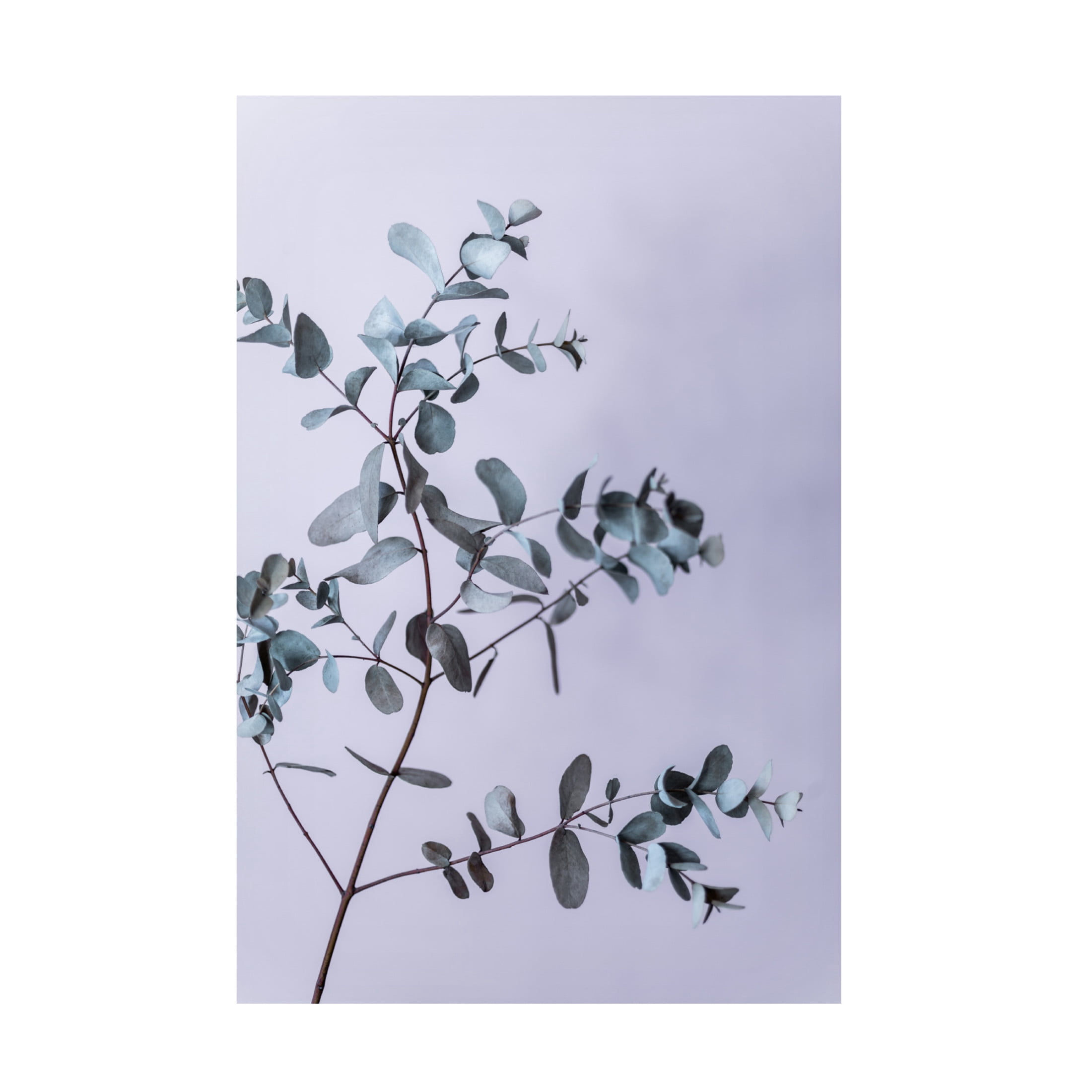 Trademark Fine Art Mareike Bohmer Eucalyptus 13 Canvas Wall Art