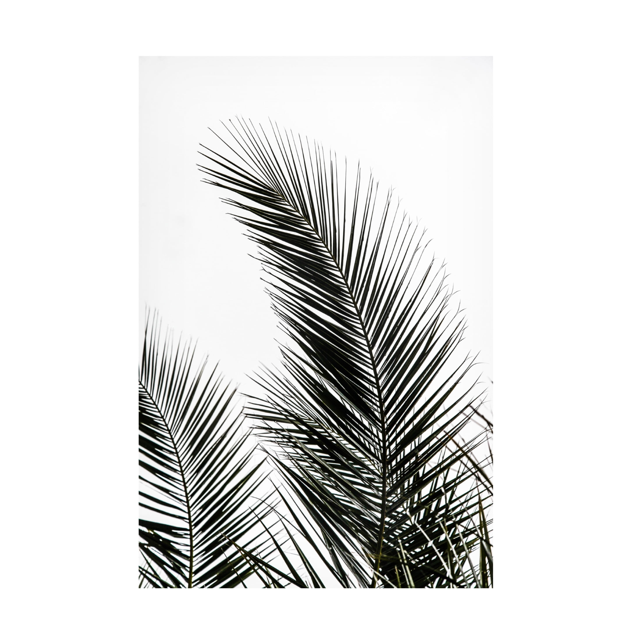 Trademark Fine Art Mareike Bohmer  Palm Leaves 1 Canvas Wall Art