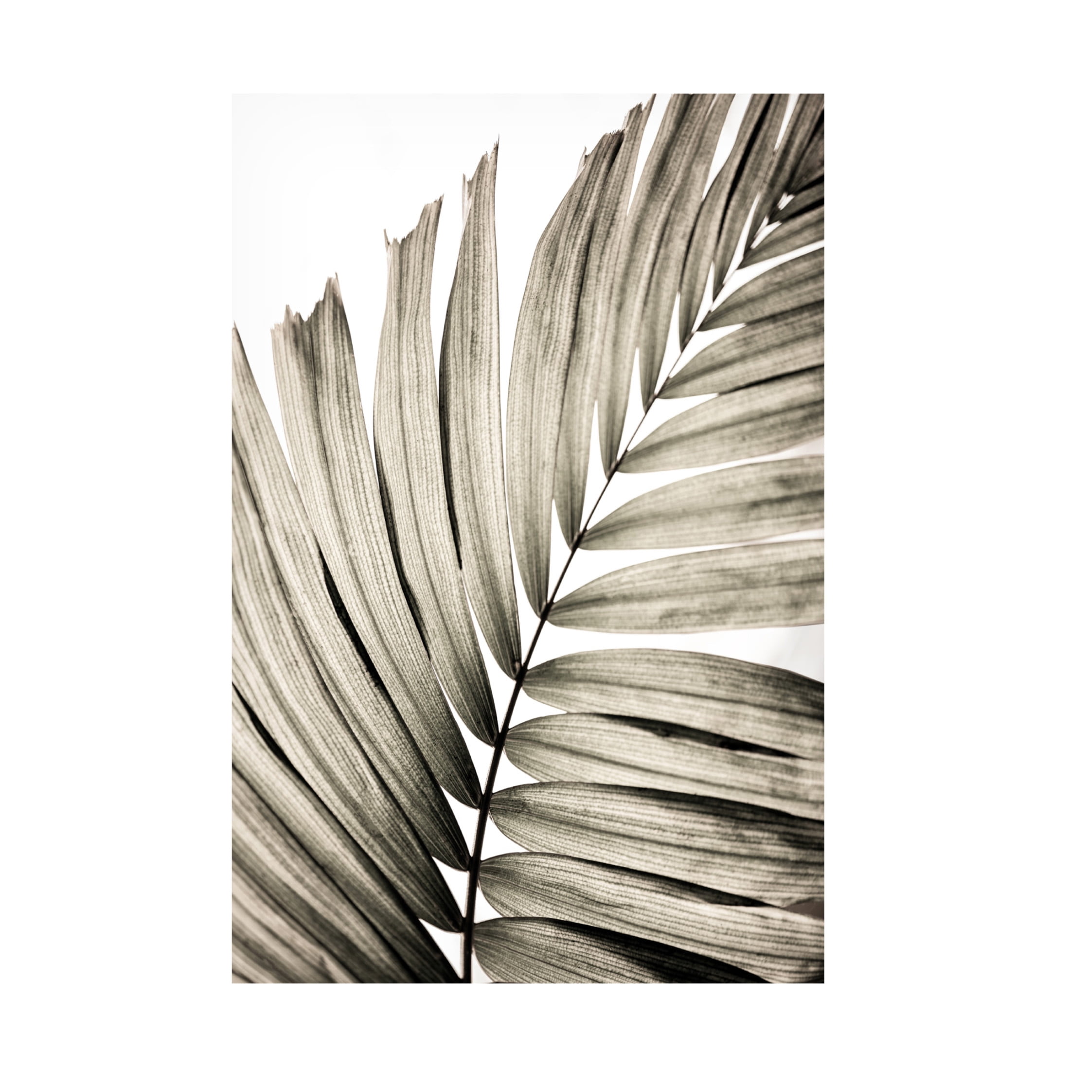 Trademark Fine Art Mareike Bohmer  Palm Leaves 22 Canvas Wall Art