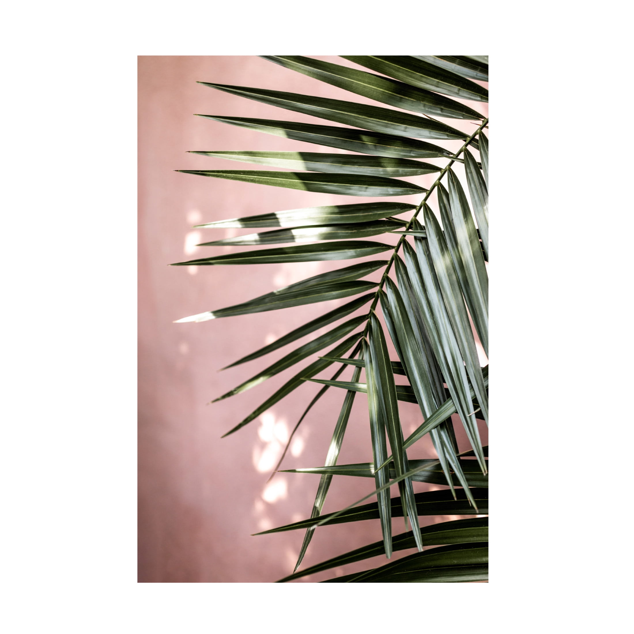 Trademark Fine Art Mareike Bohmer  Palm Leaves 23 Canvas Wall Art