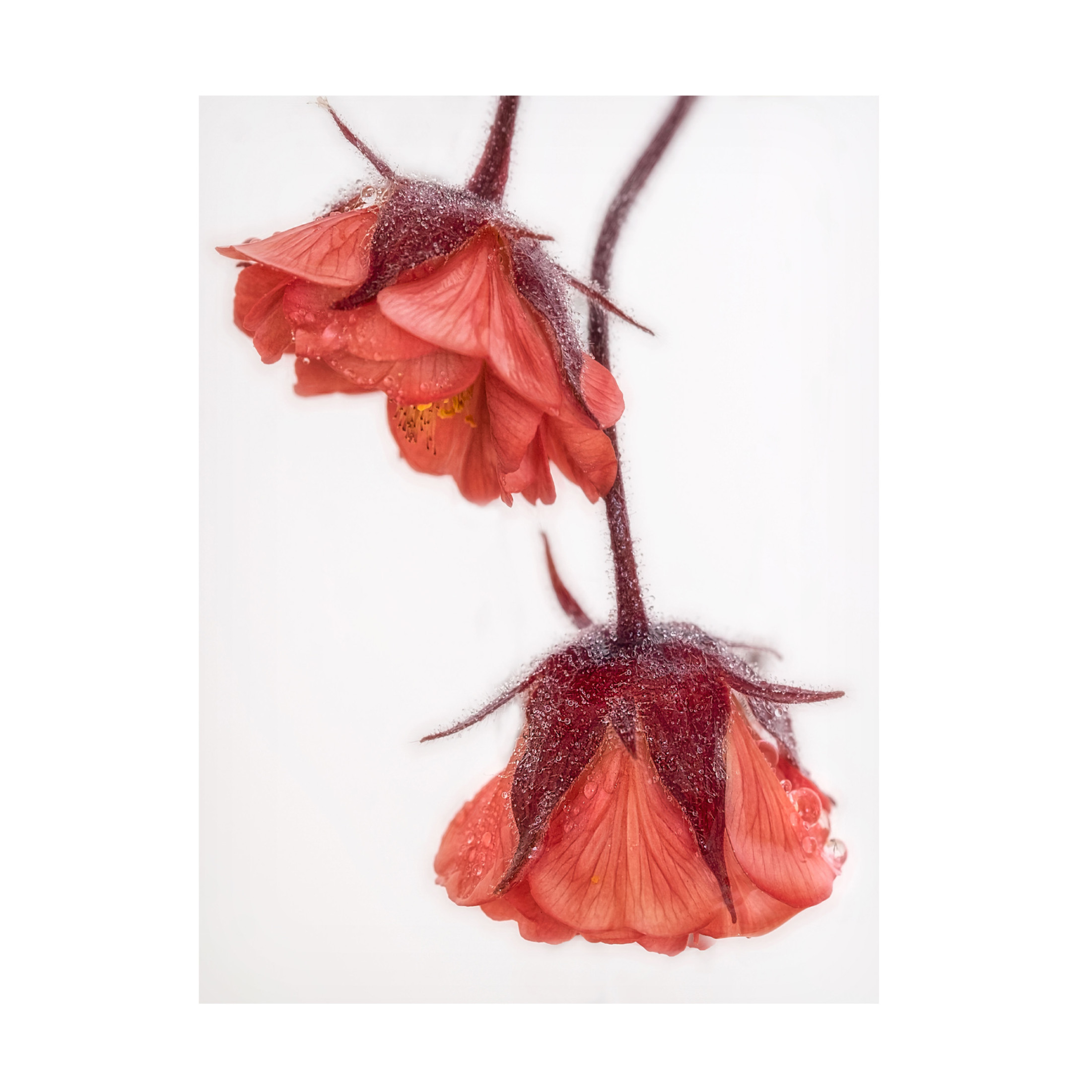 Trademark Fine Art Marie anne Stas Red and Wet Canvas Wall Art